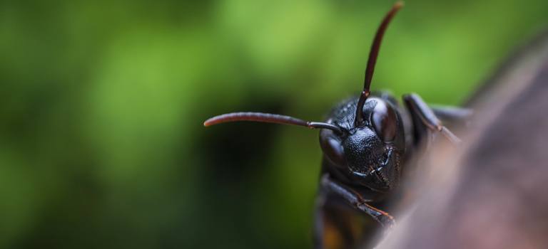 предимствата на кралска черна мравка